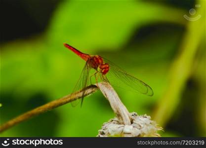 Red dragonfly on a branch Beautiful in nature