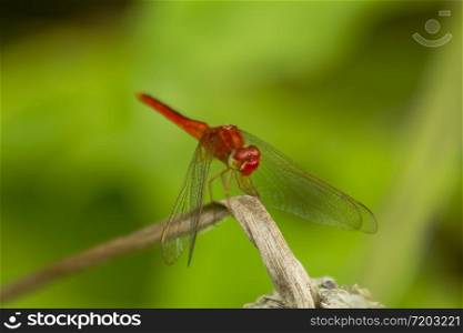 Red dragonfly on a branch Beautiful in nature