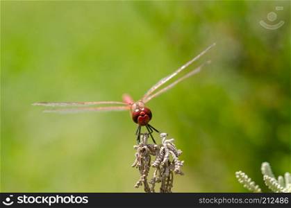Red dragonfly rests on leaf, green background.