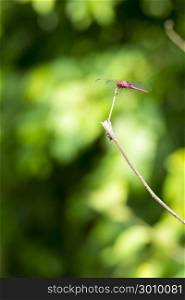 Red Dragonfly sits on a branch with its wings displayed in shallow focus with copy space