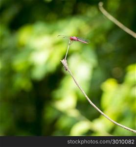 Red Dragonfly sits on a branch with its wings displayed in shallow focus with copy space