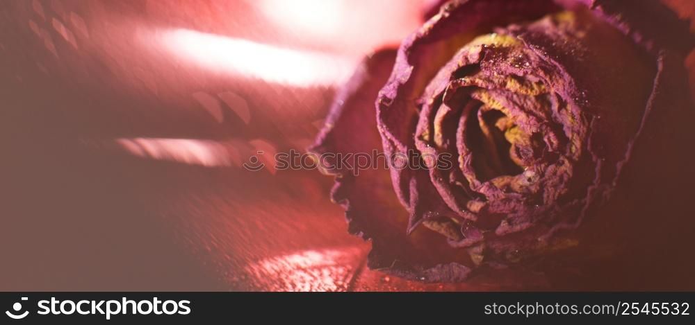 red dried rose with drops of water on a red background. card with flower and bokeh. banner. red dried rose with drops of water on a red background. card with flower and bokeh
