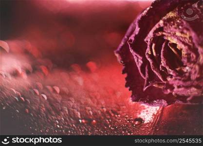 red dried rose with drops of water on a red background. card with flower and bokeh