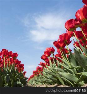 red dutch tulips and blue sky in the netherlands on square image