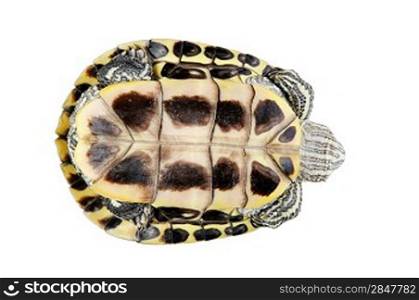red ear turtle isolated on white background