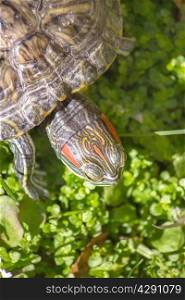 Red eared turtle in nature (Trachemys scripta elegans)