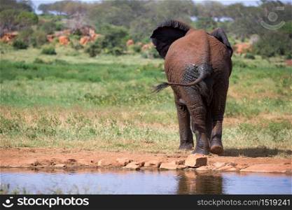 Red elephants walk in the savannah between the plants. Elephants walk in the savannah between the plants