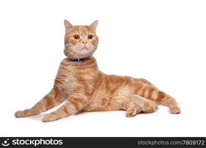 red exotic short-haired maine coon. red exotic short-haired maine coon cat in front of a white background