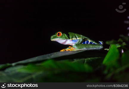 red-eye frog Agalychnis callidryas in Costa Rica, Central America