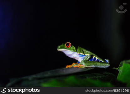 red-eye frog Agalychnis callidryas in Costa Rica, Central America