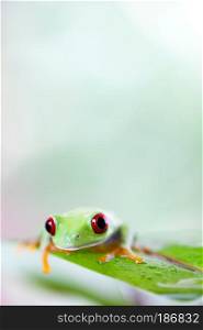 Red eye tree frog on leaf on colorful background