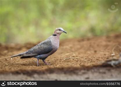 Red-eyed Dove on the ground in Kruger National park, South Africa   Specie Streptopelia semitorquata family of Columbidae. Red-eyed Dove in Kruger National park, South Africa