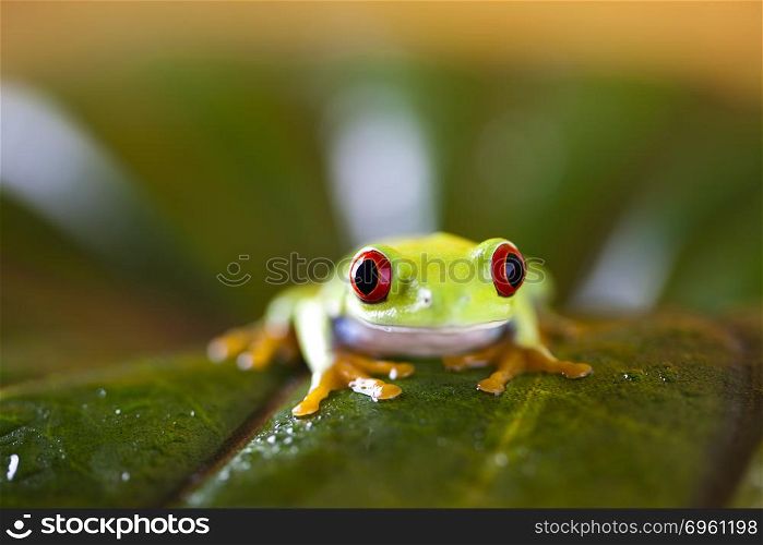 Red eyed frog green tree on colorful background