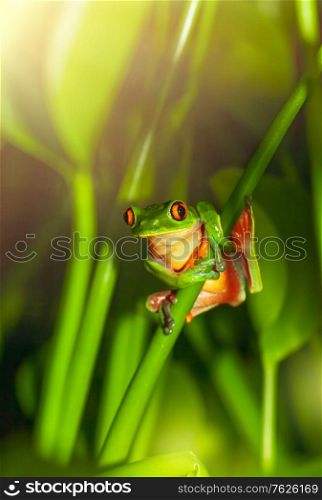 Red-eyed frog sitting on the plant, little green amphibian, tiny wild animal of Central America, amazing and exotic nature of Costa Rica