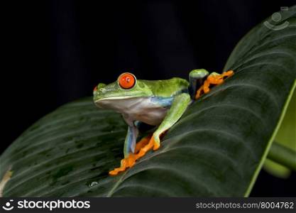 Red Eyed Rain Forest Tree Frog