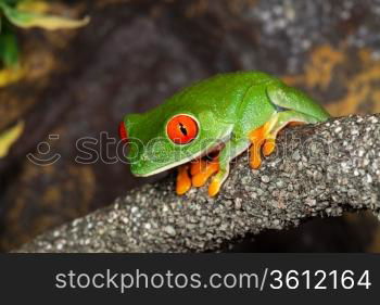 Red Eyed Tree Frog in a rainforest.