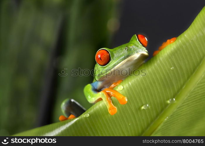 Red Eyed Tree Frog on Giant Leaf