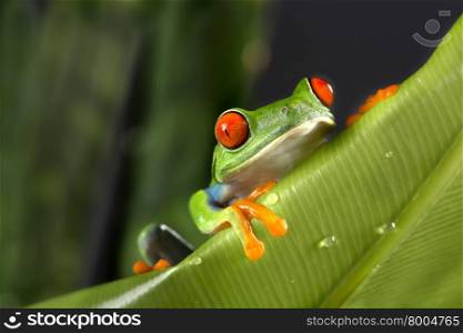 Red Eyed Tree Frog on Giant Leaf