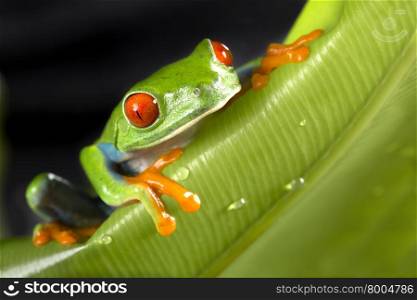 Red Eyed Tree Frog on Giant Leaf
