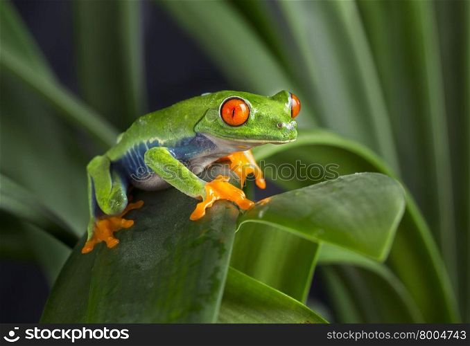 Red Eyed Tree Frog on Green Leaves