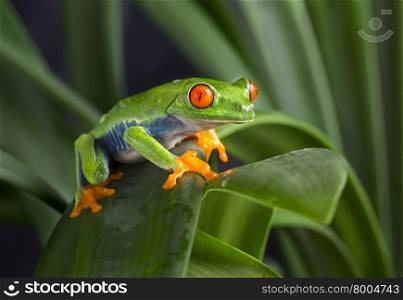 Red Eyed Tree Frog on Green Leaves
