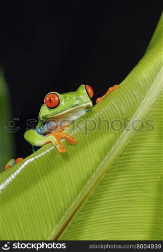 Red Eyed Tree Frog Peeking A View