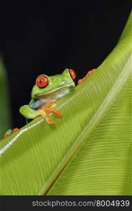 Red Eyed Tree Frog Peeking A View