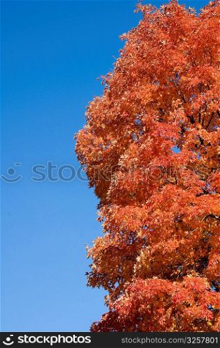 Red fall foliage against blue sky.