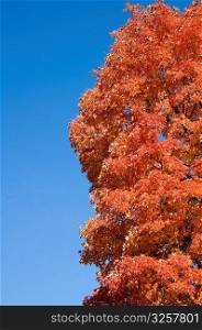 Red fall foliage against blue sky.