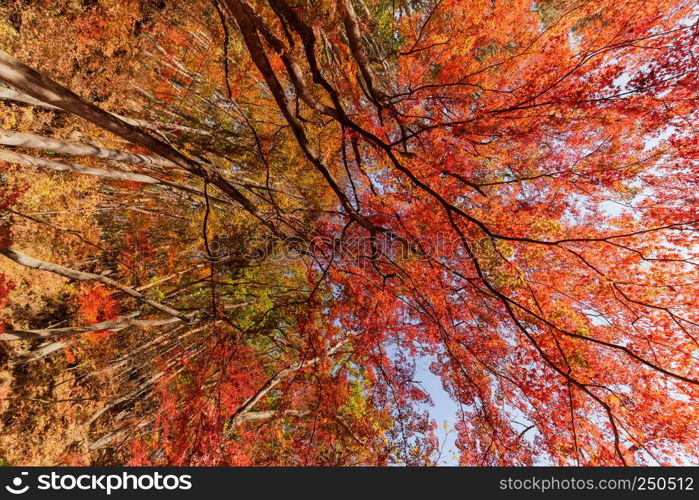 Red fall foliage in autumn near Fujikawaguchiko, Yamanashi. A tree in Japan with blue sky background.