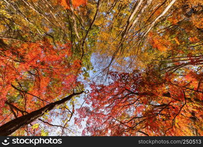 Red fall foliage in autumn near Fujikawaguchiko, Yamanashi. A tree in Japan with blue sky background.