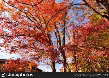 Red fall foliage in autumn near Fujikawaguchiko, Yamanashi. A tree in Japan with blue sky background.