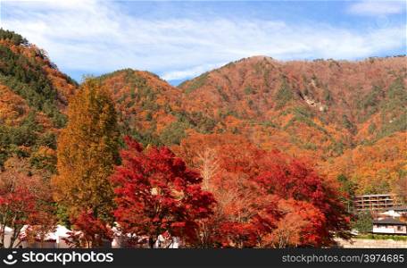 Red fall foliage in autumn near Fujikawaguchiko, Yamanashi. trees in Japan with blue sky background.