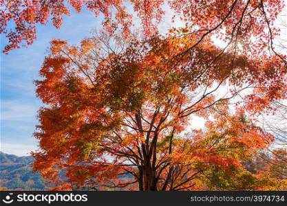 Red fall foliage in autumn near Fujikawaguchiko, Yamanashi. trees in Japan with blue sky background.
