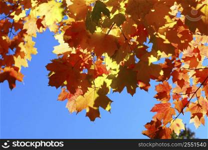 Red fall glowing maple tree leaves on blue sky background