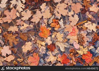 red fall or autumn leaves in the water background