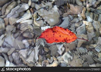 Red fallen beech leaf and pebble stones in clear water.