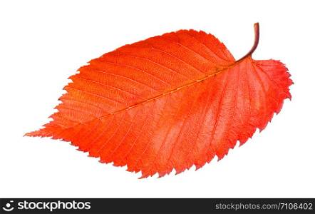 red fallen leaf of elm tree isolated on white background
