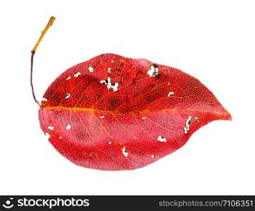 red fallen leaf of pear tree isolated on white background