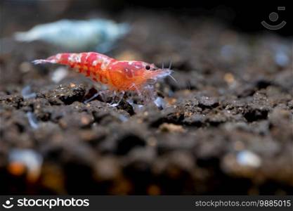 Red fancy tiger dwarf shrimp with light red color stay with other shrimps on aquatic soil with brown background in fresh water aquarium tank.