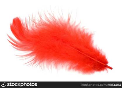 Red feather isolated on white background cutout