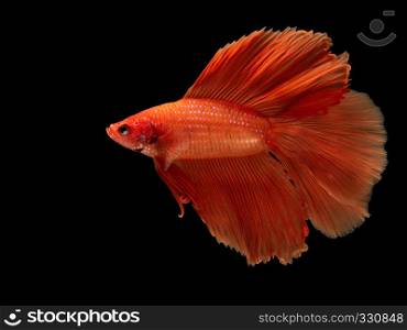 Red fighting fish, betta fish on black background, Betta splendens