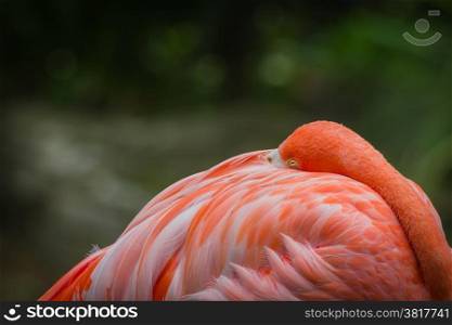 Red flamingo is asleep on her own body