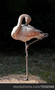 Red flamingo on one leg, naturalistic image. Fenicottero Rosso