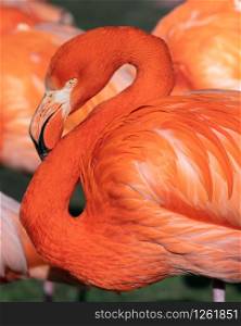 Red flamingo (Phoenicopterus ruber), close up to the Caribbean bird