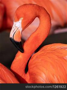 Red flamingo (Phoenicopterus ruber), close up to the Caribbean bird