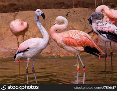red flamingoes