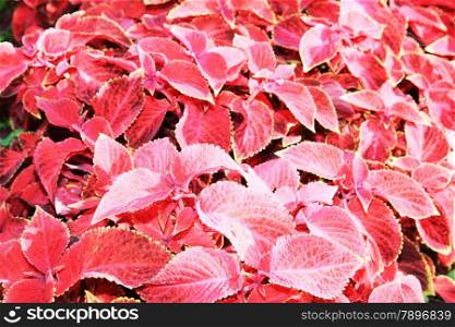 Red flovers at sun light. Red flowers background. Red leaves in city garden.