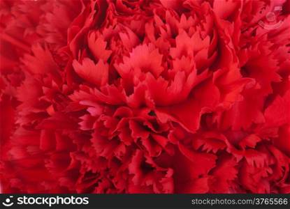 Red flowe carnation texture