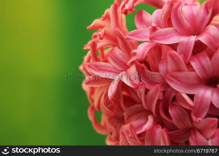 Red flower